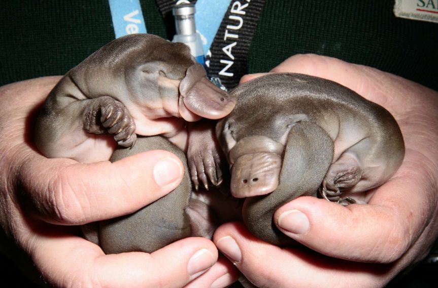 Duck Billed Platypus - Weird And Poisonous - Puggles Platypups