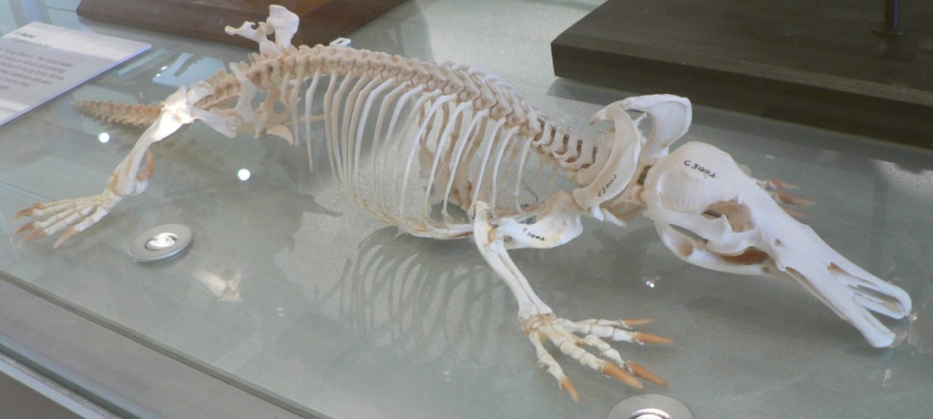 Duck Billed Platypus - Weird And Poisonous - Skeleton
