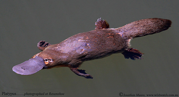 Duck Billed Platypus - Weird And Poisonous - Swimming