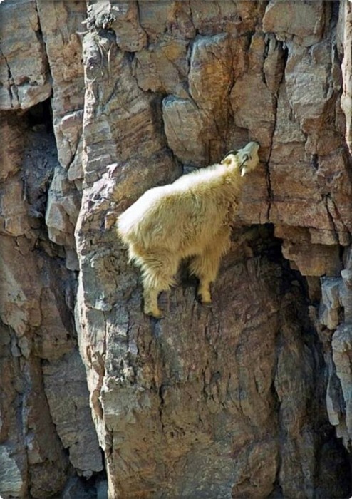 Goats In Weird Places - Goat on A Wall 3