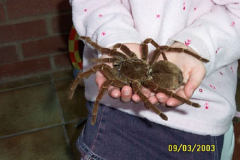 Goliath-Birdeater-Bird-Eating-Spider-In-Childs-Hands.jpg