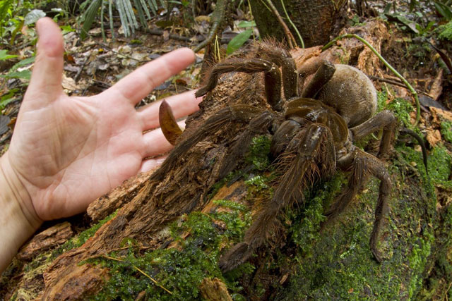 Goliath Birdeater - Bird Eating Spider - In Jungle