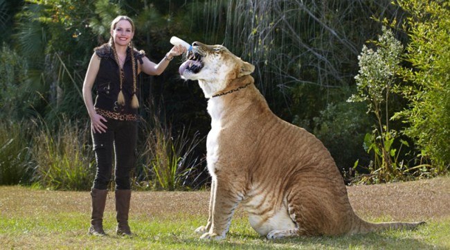 Hercules - Liger - Guiness World Record - Biggest Cat - with female keeper