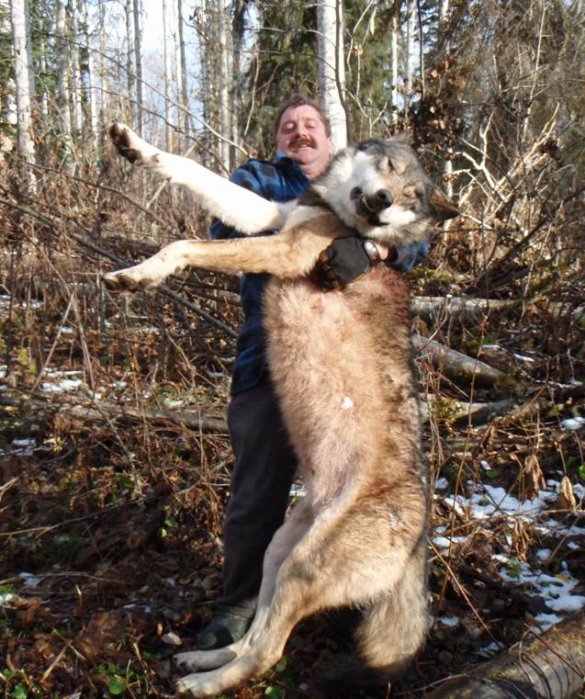 Canadian Wolf Size