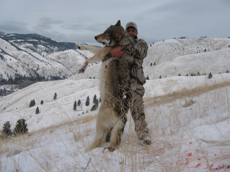 http://lazerhorse.org/wp-content/uploads/2013/09/How-Big-Tall-Is-A-Wolf-Hunters-Mexican-Gray-Wolf.jpg