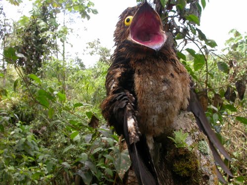 Potoo - weird funny bird - big eyes - Big Mouth 2