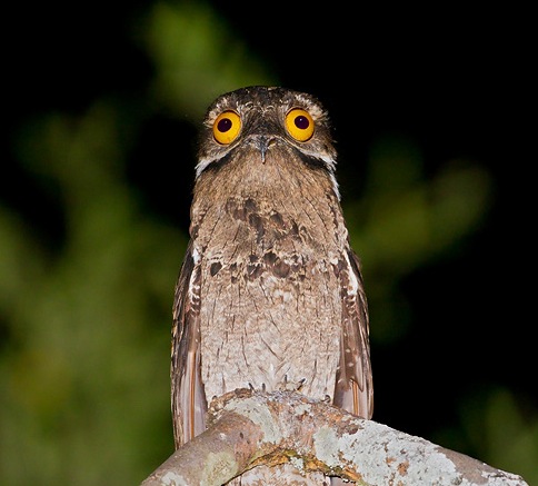 Potoo - weird funny bird - big eyes - Gormless