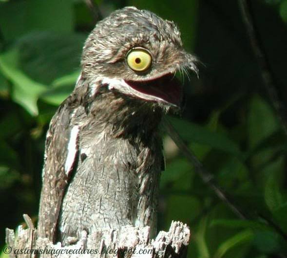 Potoo - weird funny bird - big eyes - big mouth