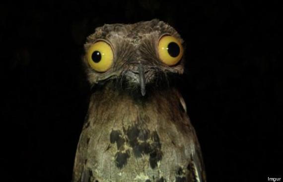 Potoo - weird funny bird - big eyes - stare