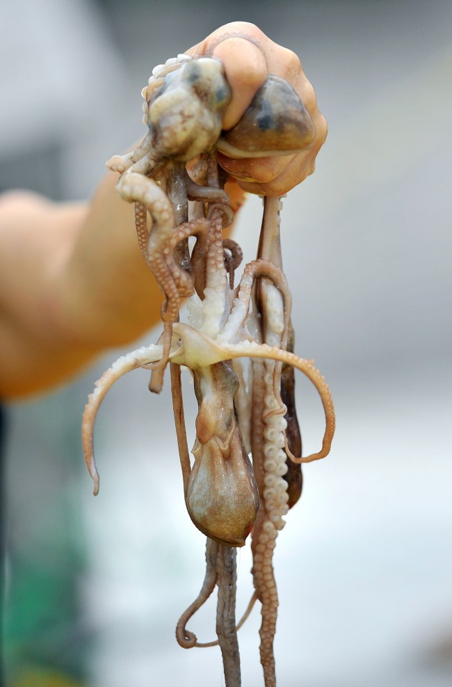 South Korea - Food Festival - Eating Live Octopus - held up