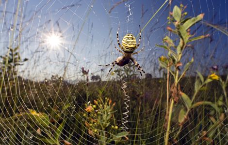 Spider Silk Is Stronger Than Steel. It Also Assembles Itself