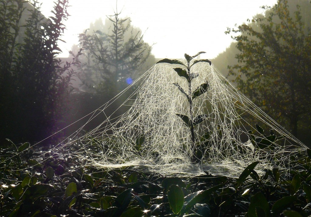 Spider Web - Spider Silk - Explanation - Sheet Weaver Spider Web