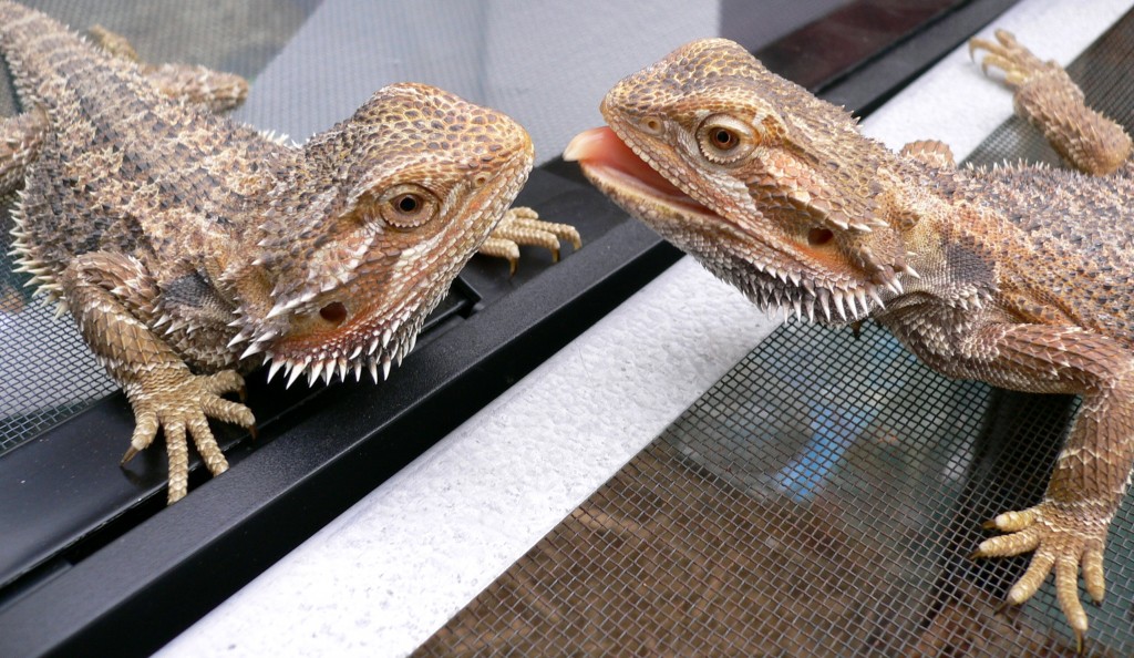 Video of Bearded Dragon Lizards Waving viral