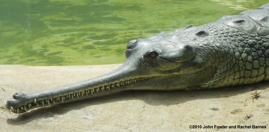 Weird-Animals-I-Never-Heard-Of-Gharial Header