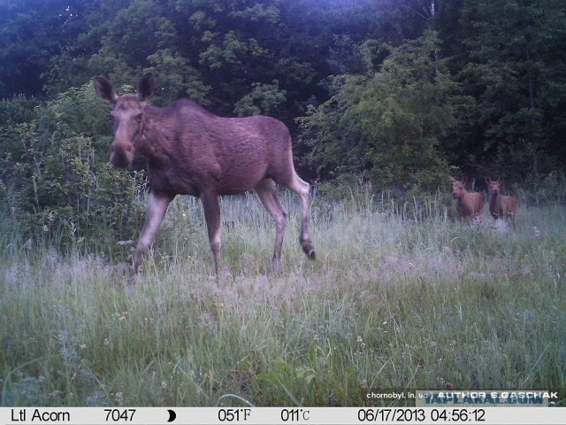 Chernobyl - Prypiat - Wildlife - Radioactive - Moose 2