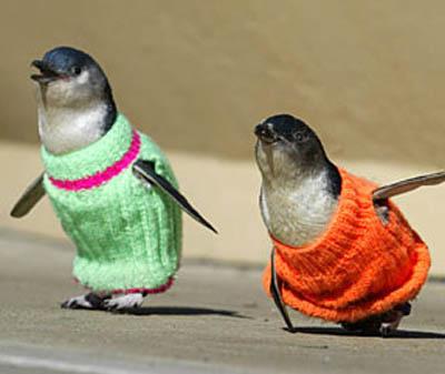 Penguin Sweaters - 2 NZ penguins