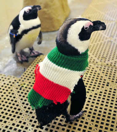 Penguin Sweaters - NZ penguins jumpers - green stripes