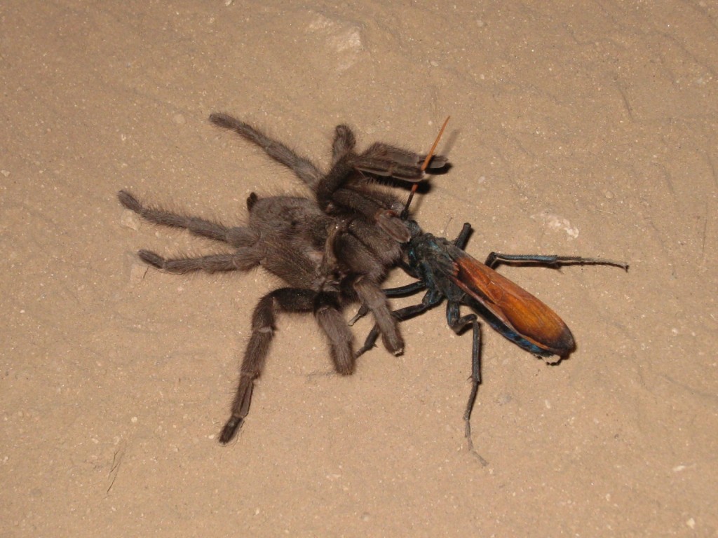 Tarantula Hawk - fighting tarantula