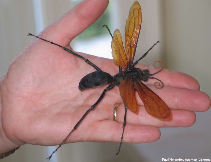 [Image: Tarantula-Hawk-massive-wasp.jpg]