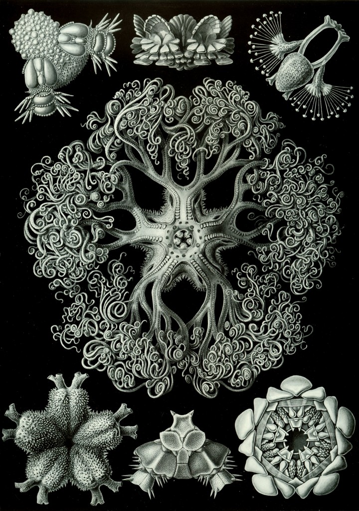 Amazing Beautiful Old Biology Science Drawings - 1904 by Ernst Haeckel - Art Forms In Nature