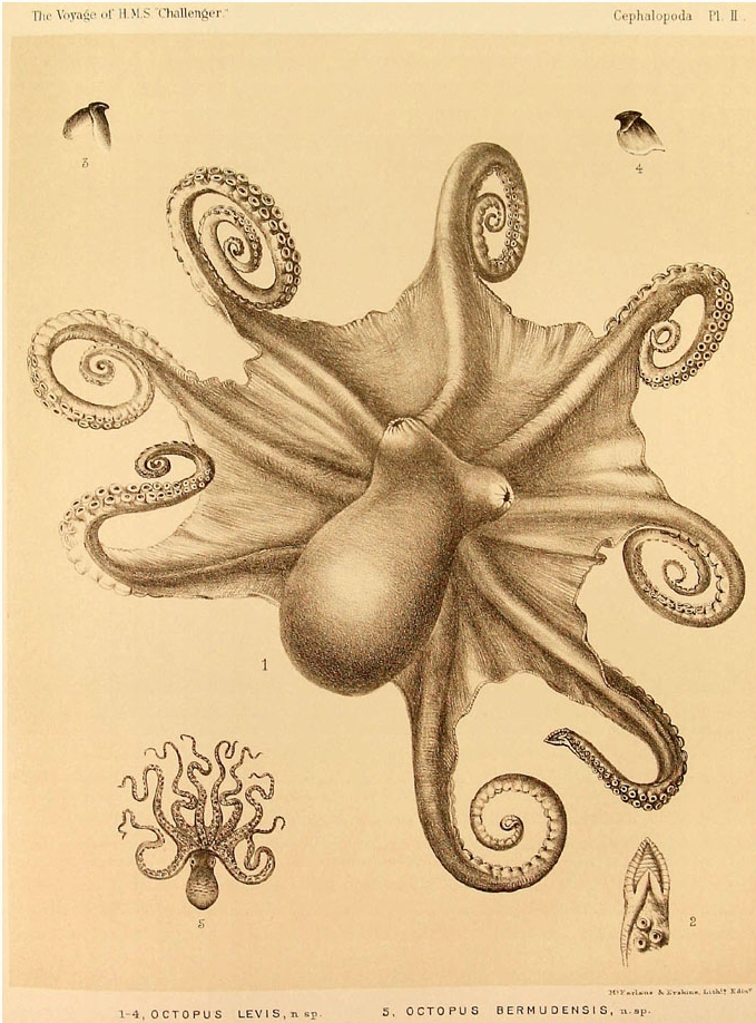Amazing Beautiful Old Biology Science Drawings - Cephalapoda collected by H.M.S. Challenger 1873-76 - Octopus Levis