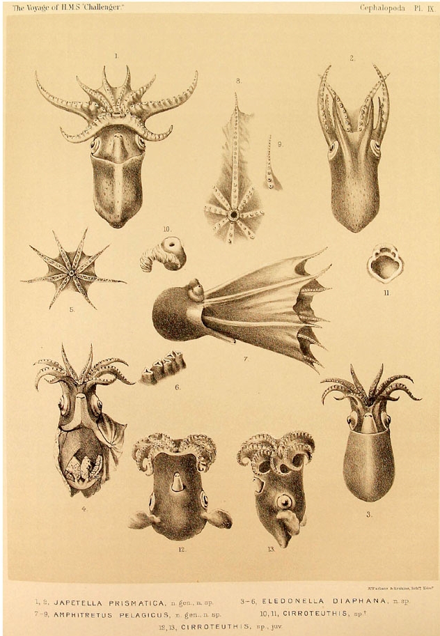 Amazing Beautiful Old Biology Science Drawings - Cephalapoda collected by H.M.S. Challenger 1873-76 - Selection