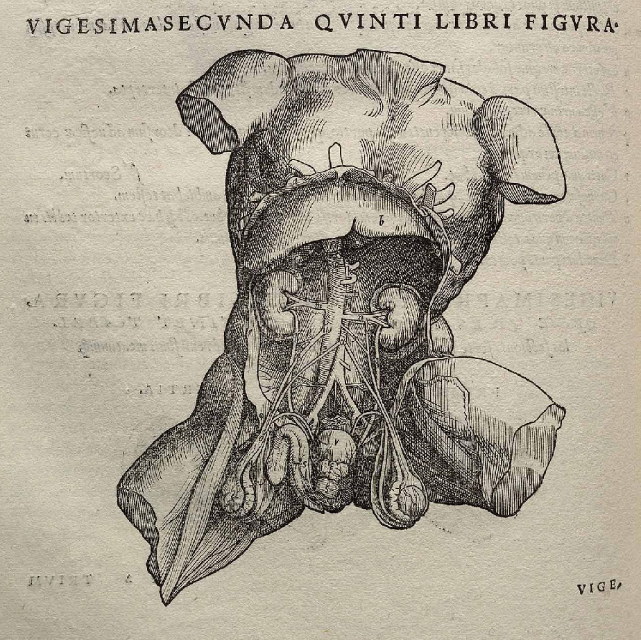 Amazing Beautiful Old Biology Science Drawings - Vesalius's Fabrica