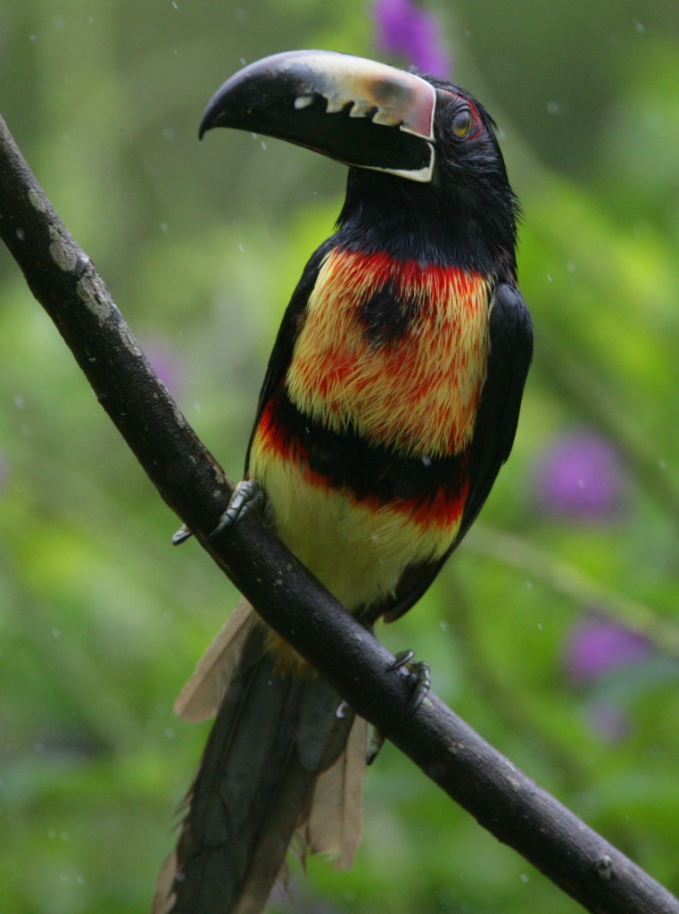 Birds of Guatemala - Collared Aracari front