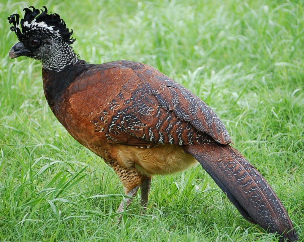 Birds of Guatemala - Great Curassow Female