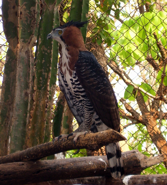 Birds of Guatemala - Ornate Hawk-Eagle - adult