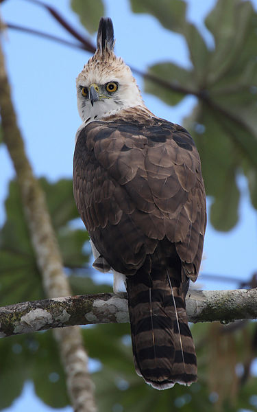 Birds of Guatemala - Ornate Hawk-Eagle - immature