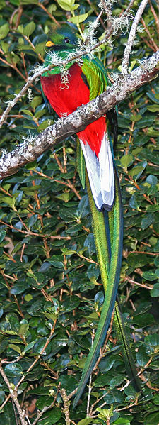 Birds of Guatemala - Resplendent Quetzal - Male 2