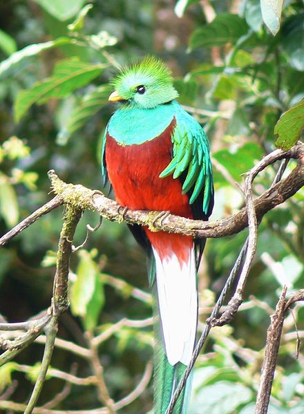 Birds of Guatemala - Resplendent Quetzal - Male