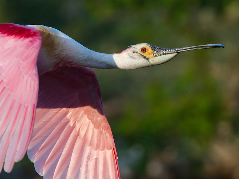 Birds of Guatemala - Roseate Spoonbill in flight