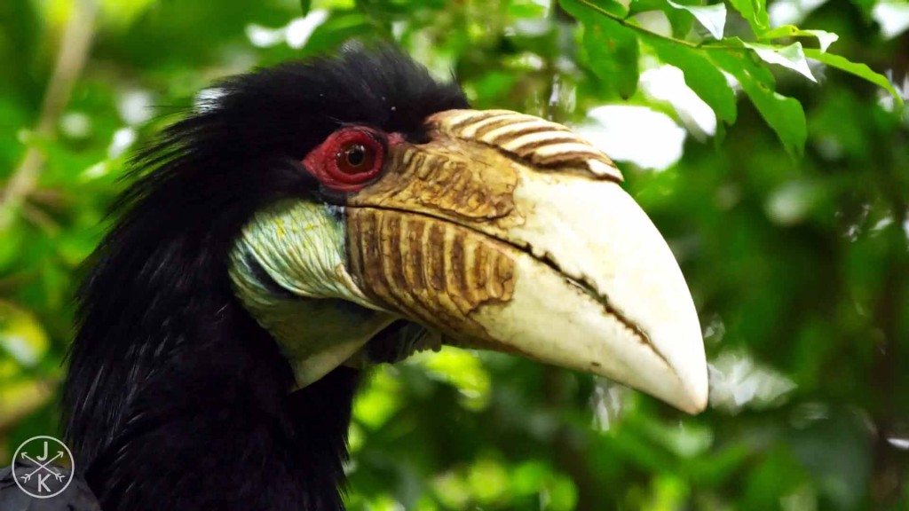 Burma - Myanamar - Wildlife - Hornbill