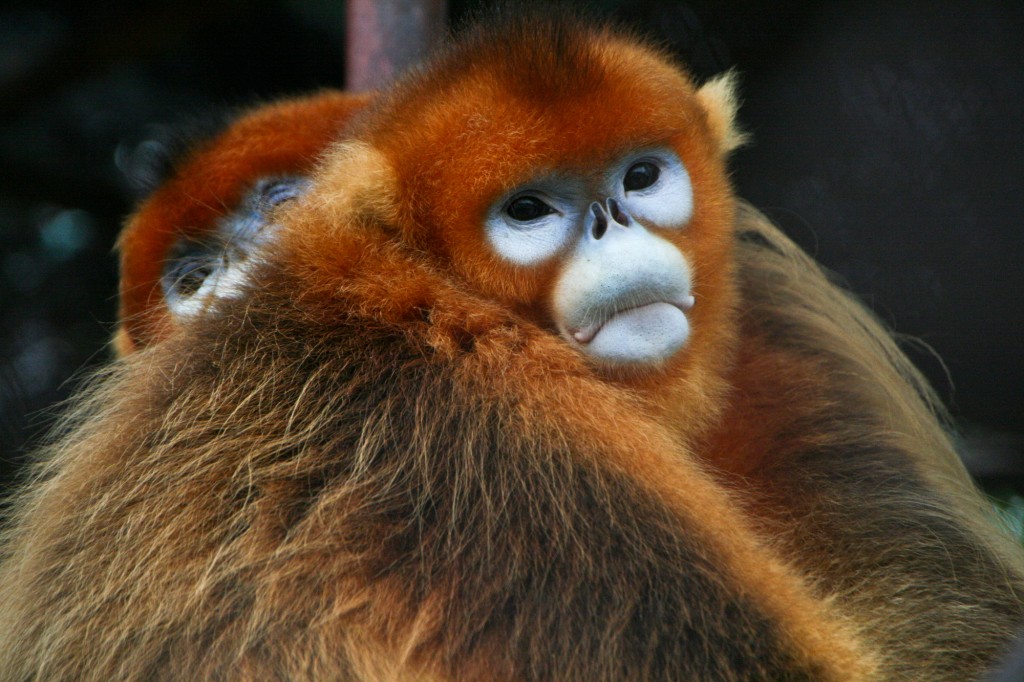 Burma - Myanamar - Wildlife - Sneezing Snub Nosed Monkey