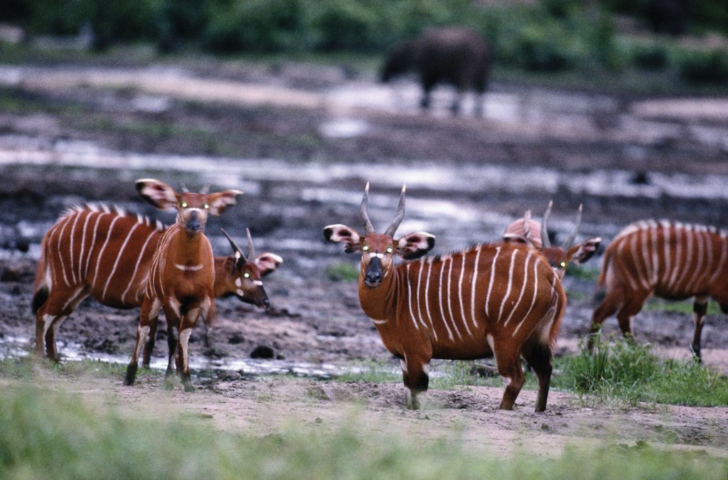 Cantral African Republic - CAR - Wildlife