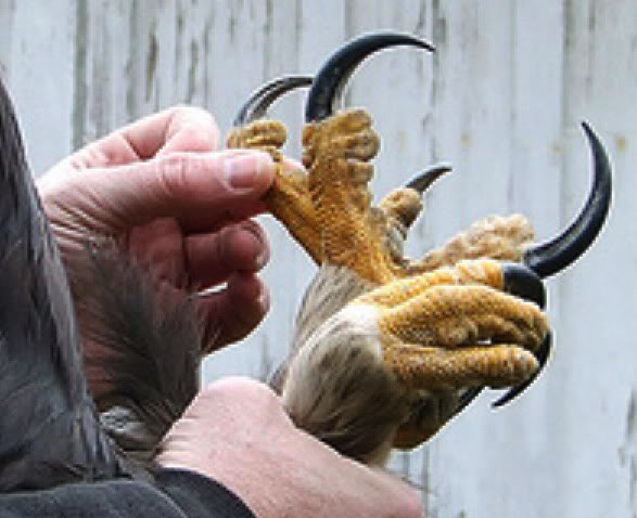 golden eagle attacks wolf