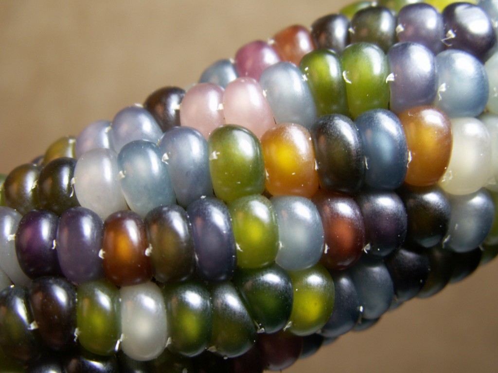 Glass Gem Corn - Close Up