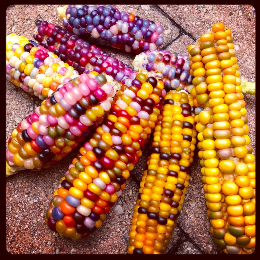 Glass Gem Corn - collection