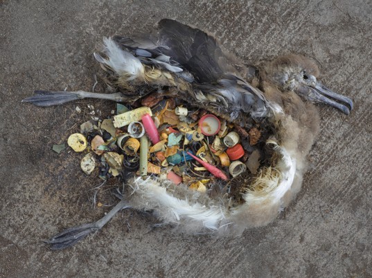 Great Pacific Garbage Patch - Pacific Trash Vortex - Dead Bird 4