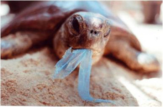 Great Pacific Garbage Patch - Pacific Trash Vortex - Turtle