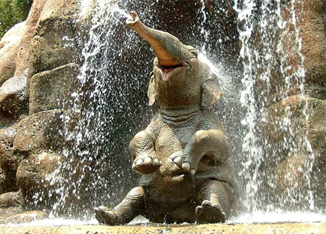 Happy Funny Elephant