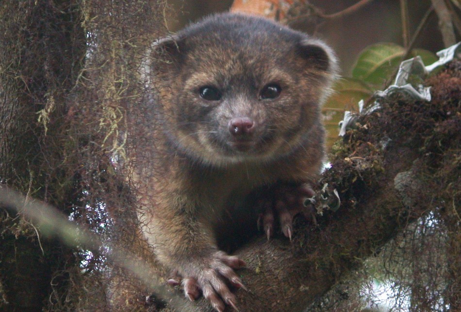 Olinguito - New Mammal Species - Adult