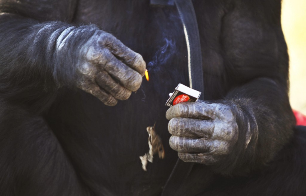 BONOBO CHIMPANZEE KANZI MAKES CAMPFIRES