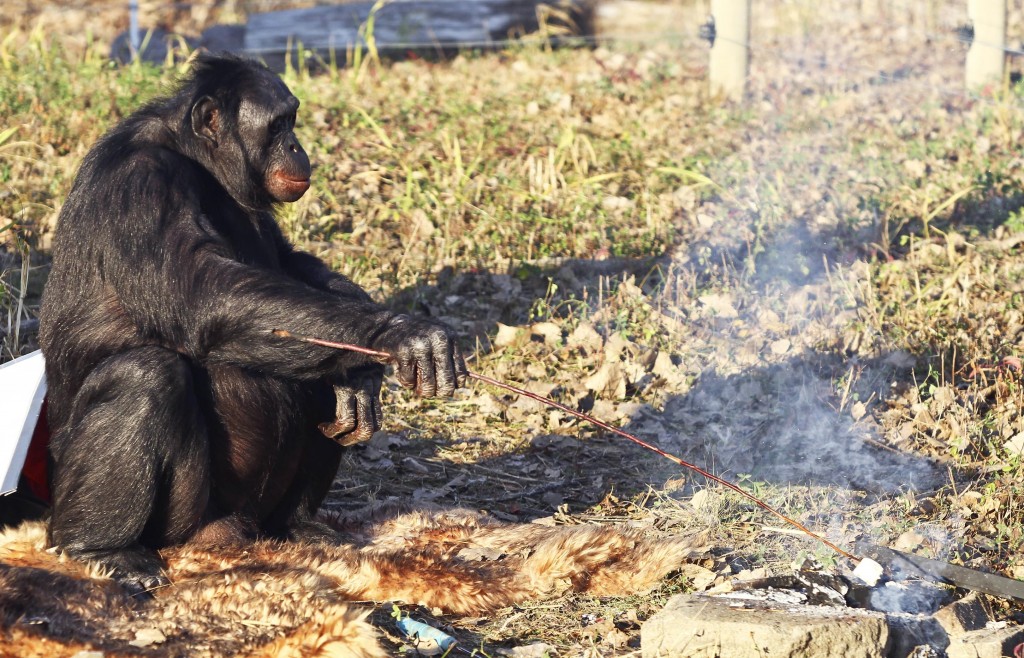 BONOBO CHIMPANZEE KANZI MAKES CAMPFIRES