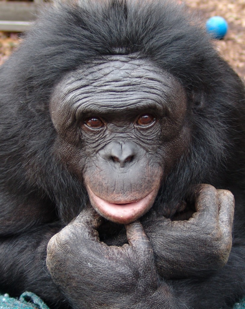 Kanzi - Chimp Bonobo making fire - portrait