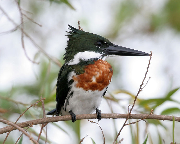 Amazon Kingfisher - Argentina
