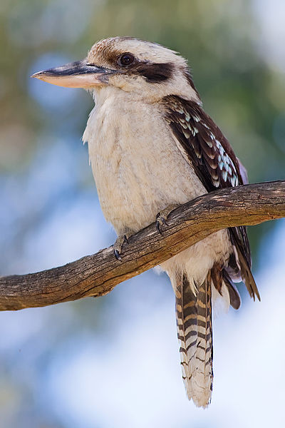 Laughing Kookaburra - Australia