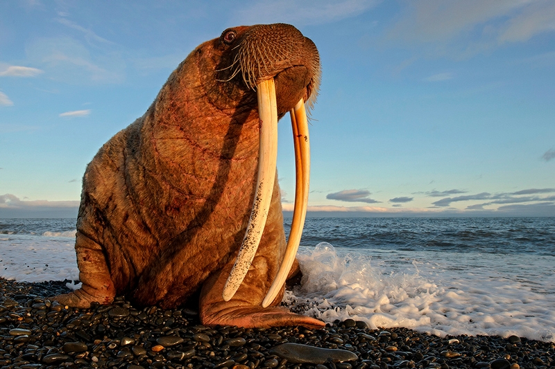 Wrangel Island - Russia - Wildlife Photos - Walrus